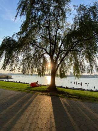 Trees were among the surprising things that delighted a Jamaican immigrant when she first arrived in NYC more than 20 years ago. Photo: Michael Oreskes