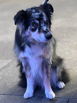 Willie, a seven-year-old Australian Shepherd, is the Master Obedience Champion at the Westminster Kennel Club Dog Show on Feb. 17.