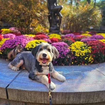 Carl Schurz Dog Park. Photo: Instagram