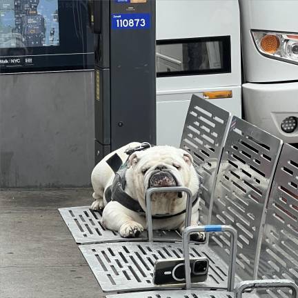 A dog patiently waiting for the bus in the East 80s. Dog droppings are swamping the area, some angry locals say, due to negligence by their owners.