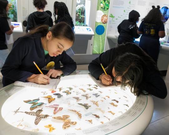 Students learning about insects/butterflies at the American Museum of Natural History.