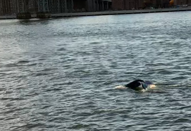 A humpback whale was spotted in the East River on Nov. 25. It was captured on film near Domino Park, in Brooklyn.