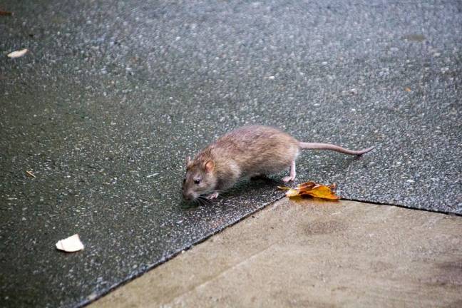 In one pilot program conducted earlier this year in Hamilton Heights, the use of European-style metal containers for trash reduced rat complaints to 311 from that area by 60 percent, DOS Commissioner