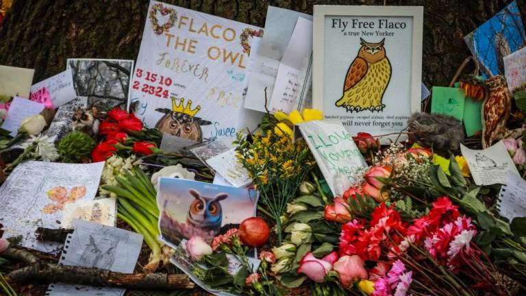 The outpouring of letters sitting at the “Flaco Oak” in Central Park North Meadow at the Memorial on Feb. 24. Photo Credit: Flickr.