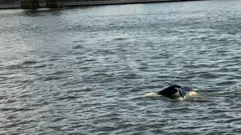 A humpback whale was spotted in the East River on Nov. 25. It was captured on film near Domino Park, in Brooklyn.