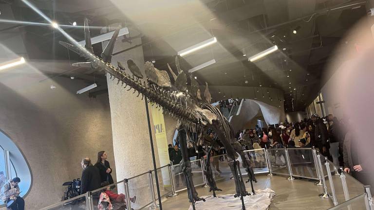 The spiked tail, and the rest of the 27-foot long stegosaurus, will be view for the next four years at the American Museum of Natural History.