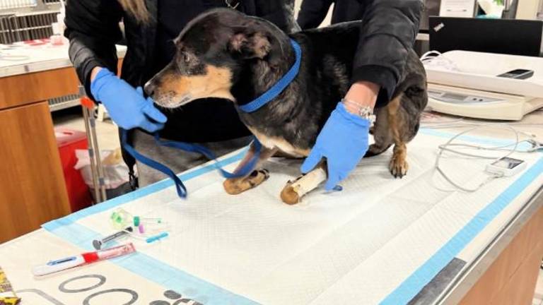 The miracle dog Bella was rushed straight to Emergency Veternary Hospital in Chelsea after he was rescure from the Feb. 2 in an East Village apartment building that killed her 75-year-old owner. A neighbor who brought her to the hosptial is footing the bill for her recovery. A GoFundMe has been started to help defray the costs.